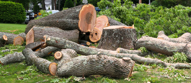 How Our Tree Care Process Works  in  Natchez, MS