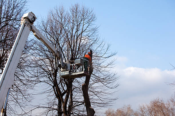 Tree and Shrub Care in Natchez, MS